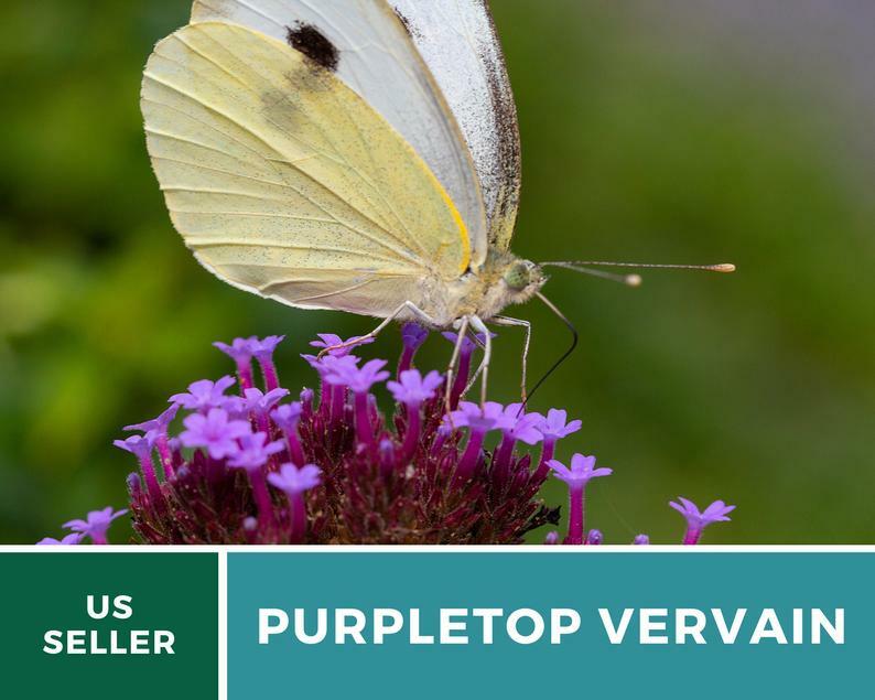 Vervain, Purpletop – 100 Seeds – Pollinator & Hummingbird Friendly