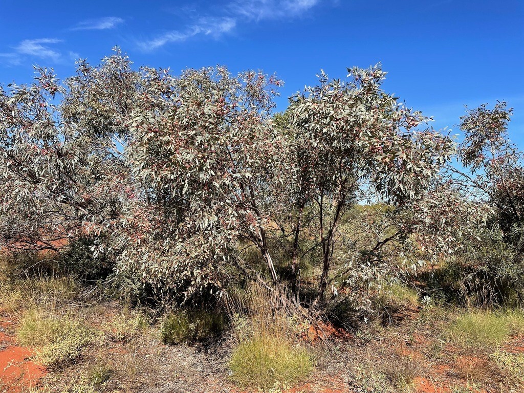 Eucalyptus kingsmillii Seeds – ‘Kingsmill’s Mallee’