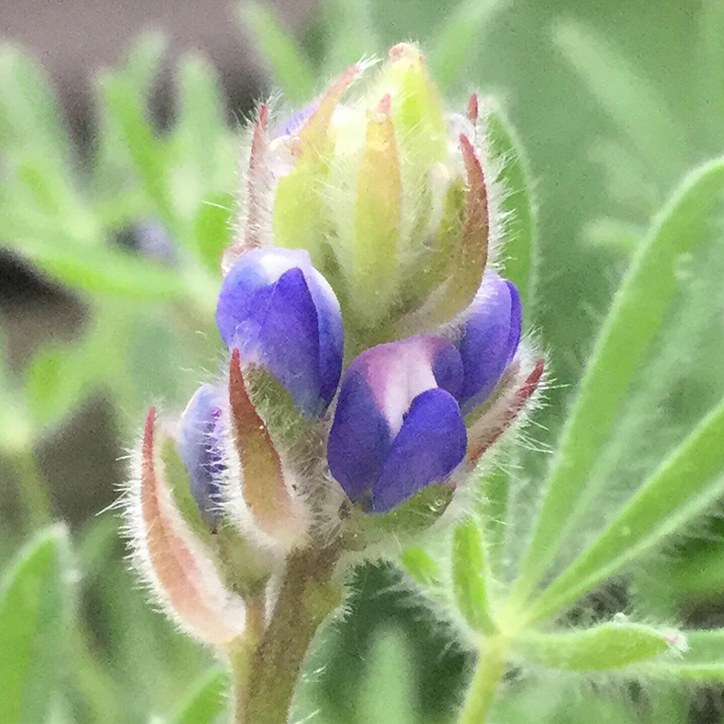 Lupinus bicolor- Annual Lupine