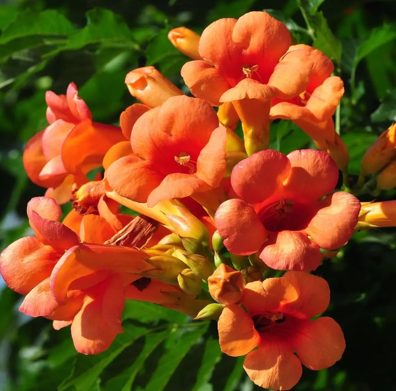 Fast-Growing Hummingbird Trumpet Vine Seed Pack – 100 Non-GMO Heirloom Seeds