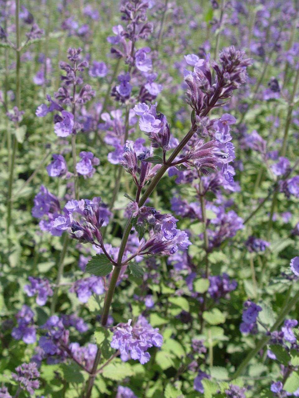 Catmint Perennial Plant Blue Flowers, 1 Size Container, Low Maintenance