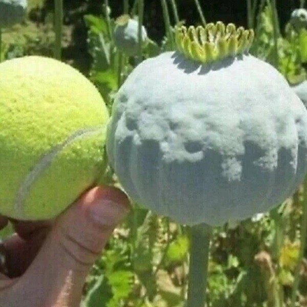 5,000 The Giant Rattler Papavaer Somniferum Giganteum Heirloom 2025 Poppy Seeds