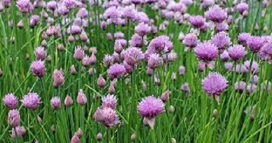 Organic Chives 1-A