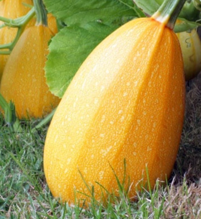 SQUASH Spaghetti seed NO-GMO seeds garden Heirloom