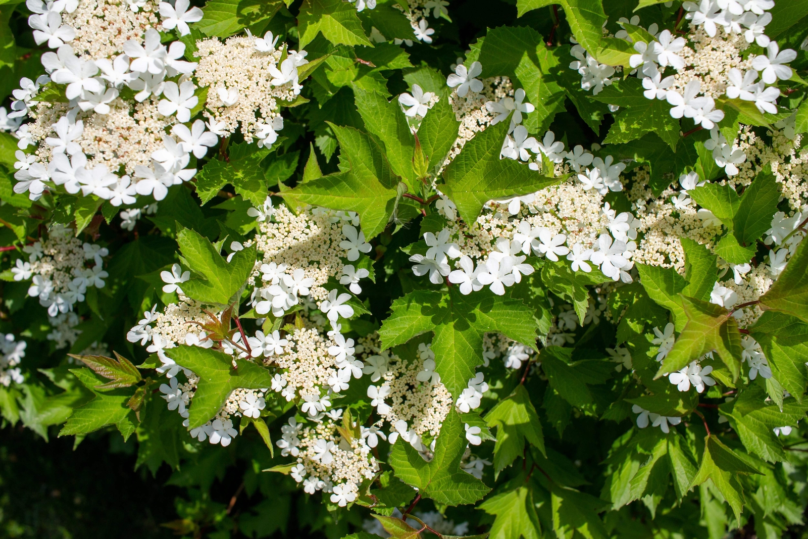 20 AMERICAN HIGHBUSH CRANBERRY Viburnum Trilobum Red Fruit White Flr Shrub Seeds