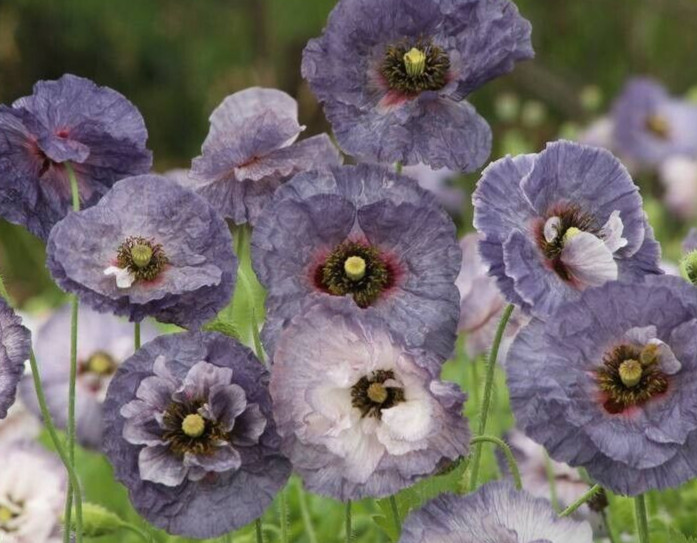 Papaver Shirley ‘Amazing gray’ poppy 35+ seeds