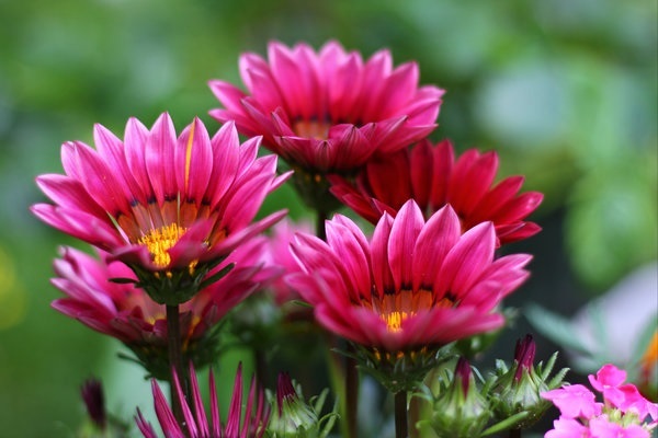 30+ Kiss Rose Gazania Flower Seeds / Reseeding Annual