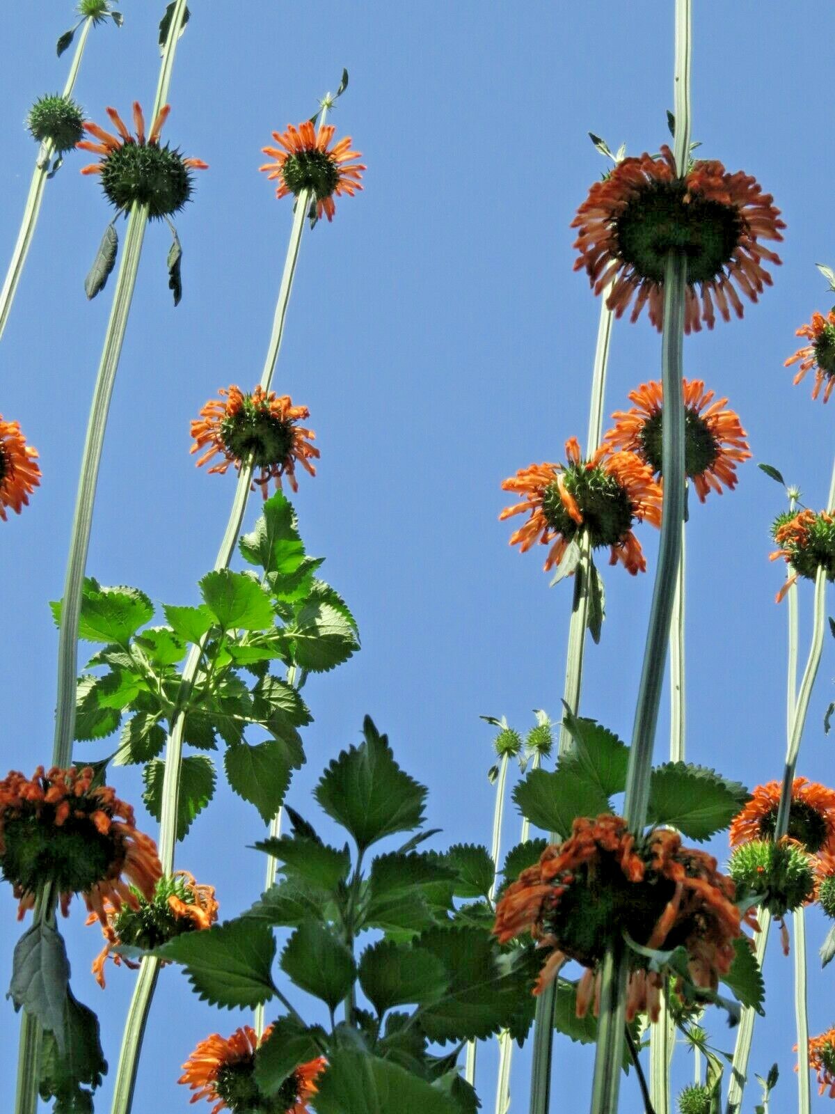 Lion’s Tail – striking ornamental flower with medicinal value