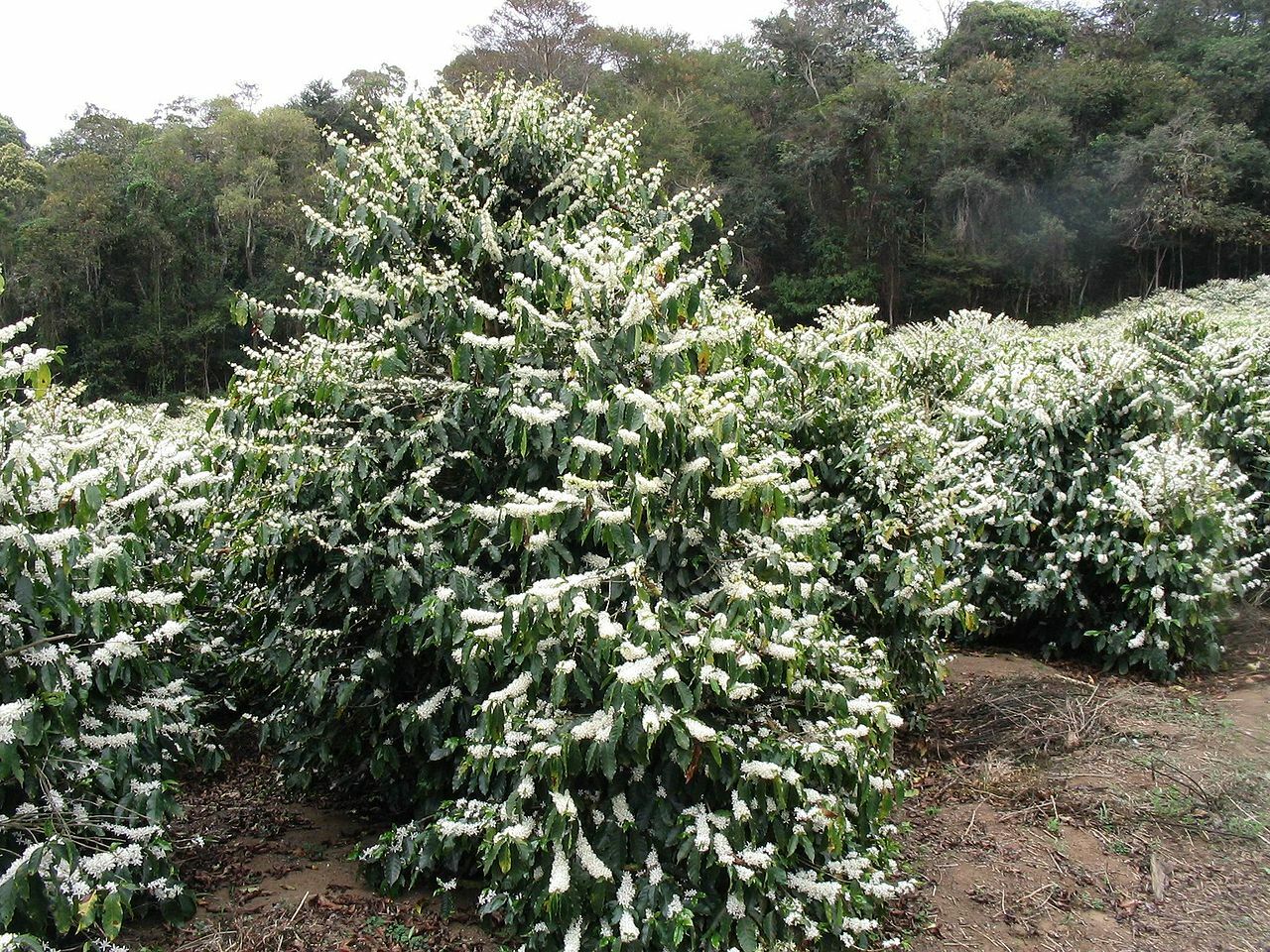Arabian Coffee Shrub, Coffea arabica, Shrub Seeds