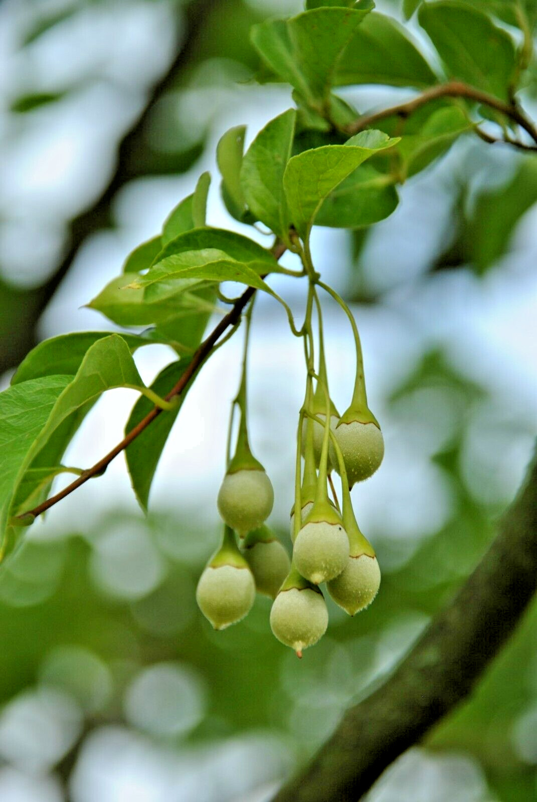 10 SOHUKSAN JAPANESE SNOWBELL SEEDS – Styrax japonicus ‘Sohuksan’