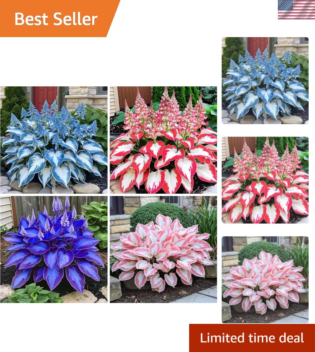 Grow 200+ Heart-Shaped Hosta Seeds – Easy Care for Stunning Garden Displays