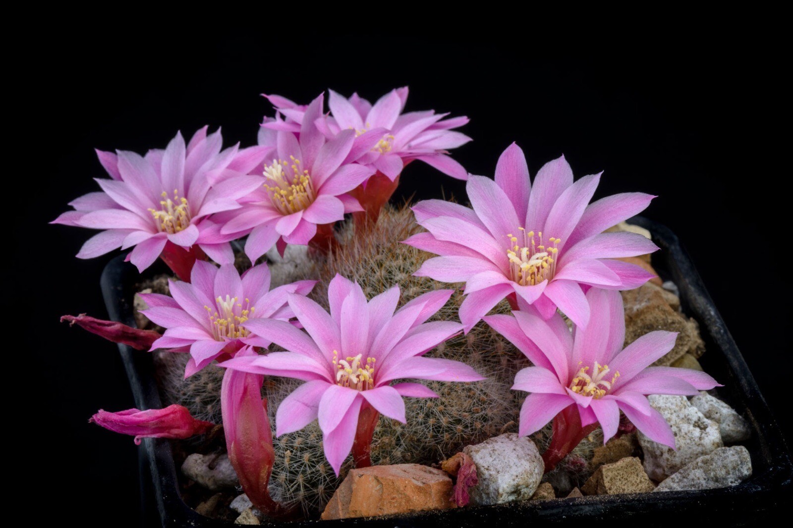 Rebutia narvaecensis cactus pink flowers 1-2 year old bare root