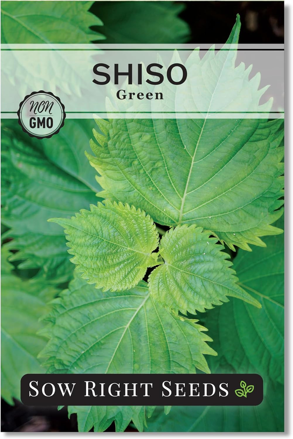 – Green Shiso Seeds for Planting – Perilla Seeds Japanese Shiso – Non-Gmo Heirlo