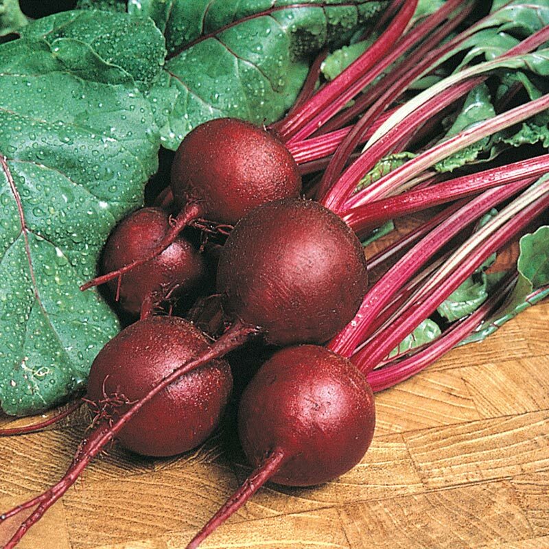200+ RUBY QUEEN BEET SEEDS FRESH HARVEST FOR GARDENS