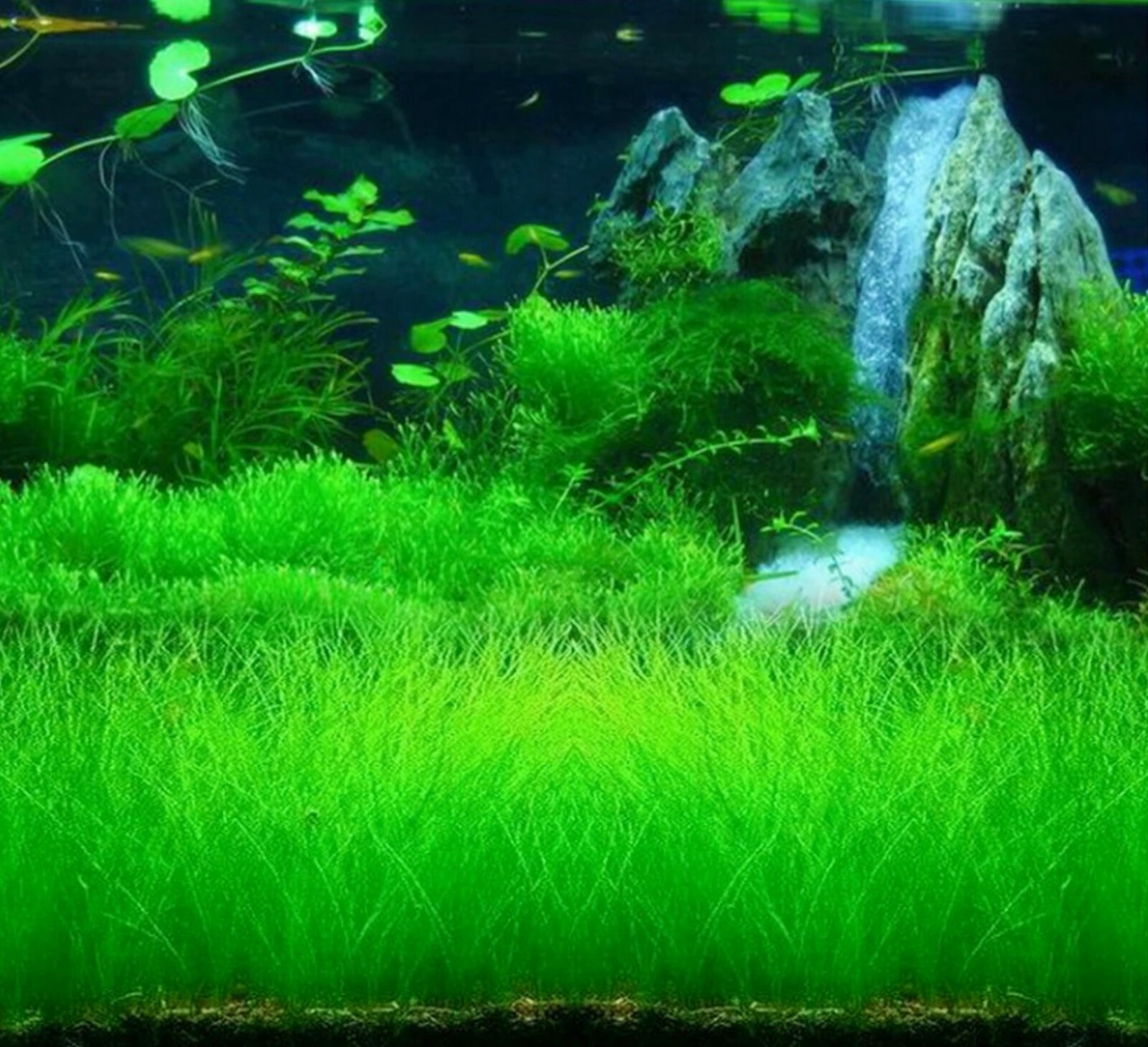 NEW LIVE AQUARIUM PLANT Seeds Fish Tank Water Grass Ground Covering Plants