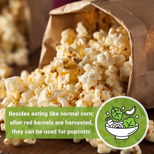– Strawberry Pop Corn Seed for Planting – Non-GMO Heirloom Packet with 1