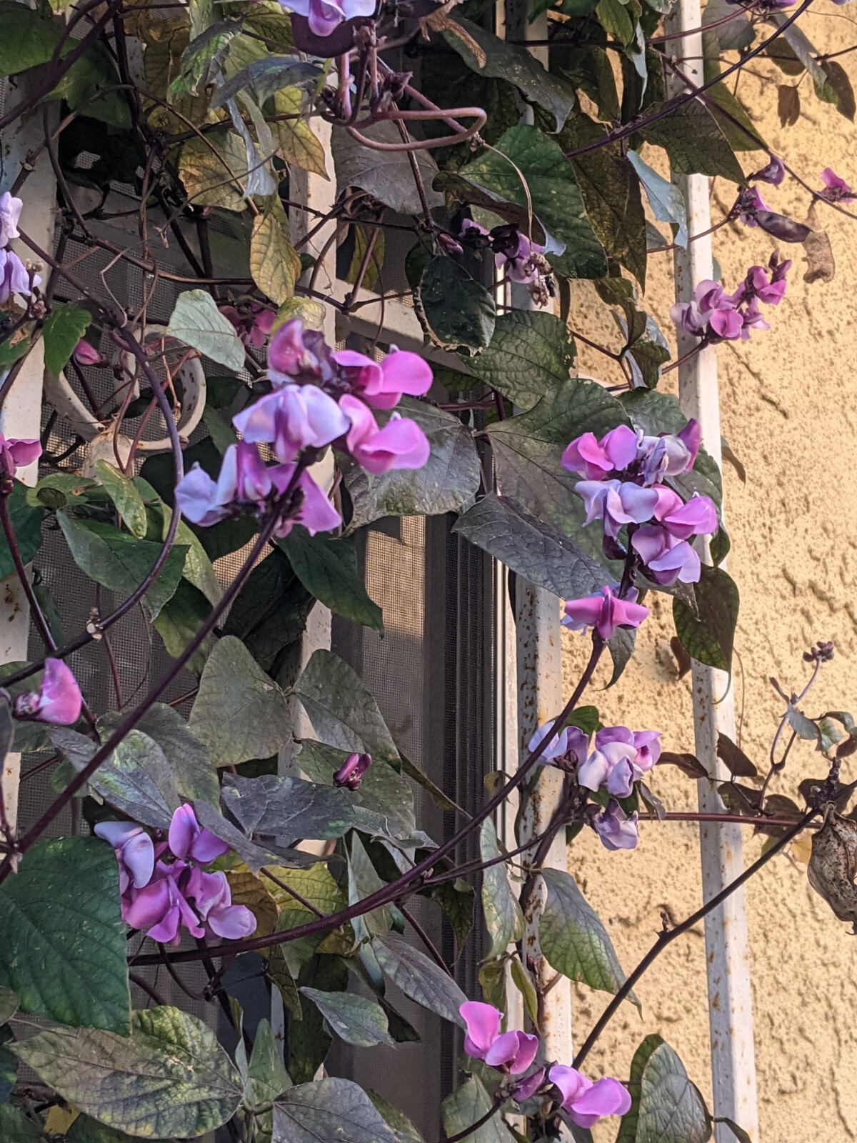 Purple Hyacinth Bean (20+ SEEDS) Lablab purpureus – 2024 Crop – Grown In USA