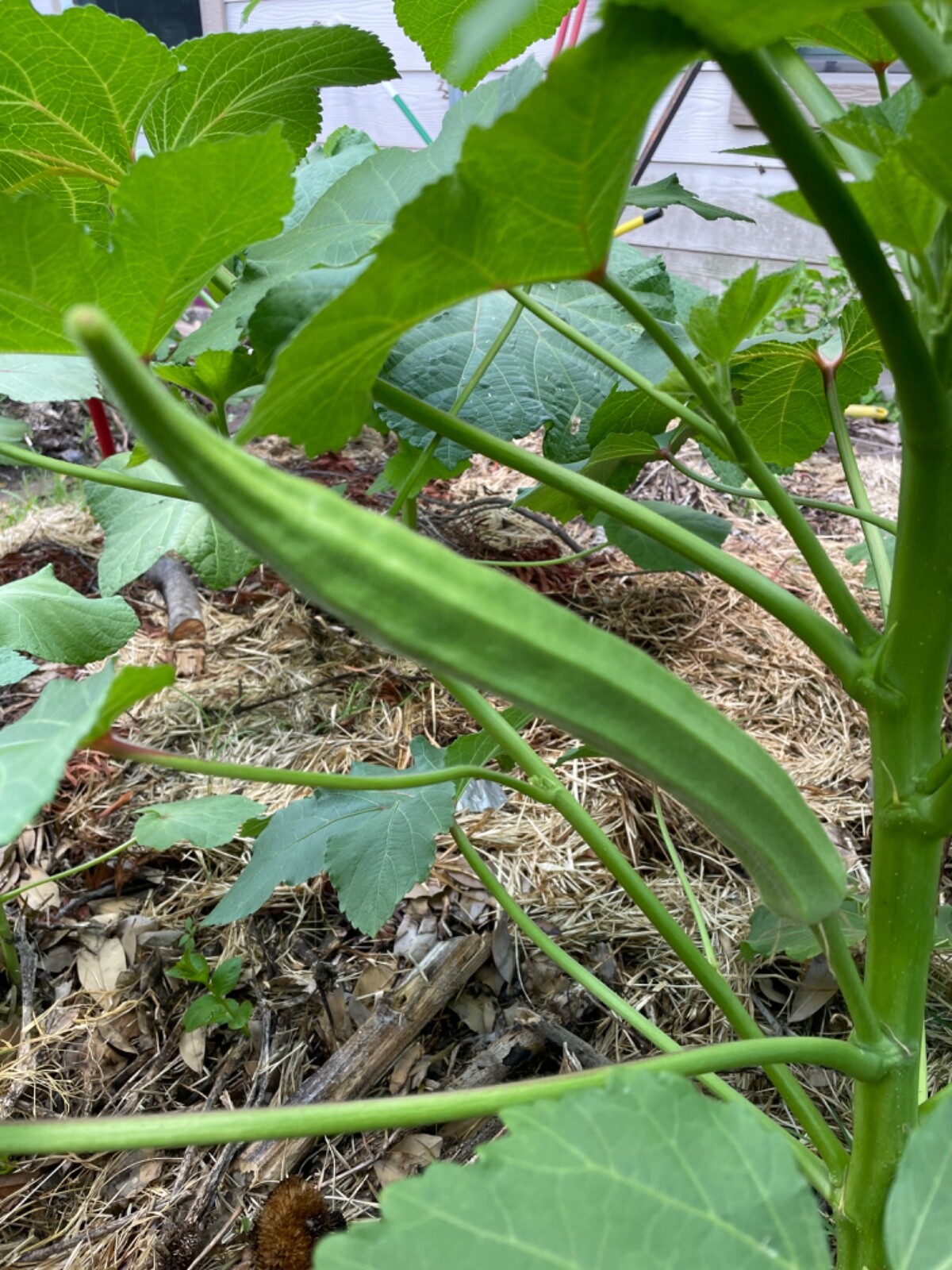 100+ Rare Louisiana Longhorn Okra Seeds Heirloom Non-GMO Open Pollinated