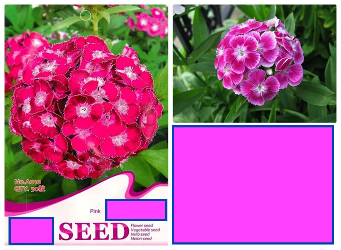 20 SEEDS CARNATION Dianthus Caryophyllus for germination flower exotic garden