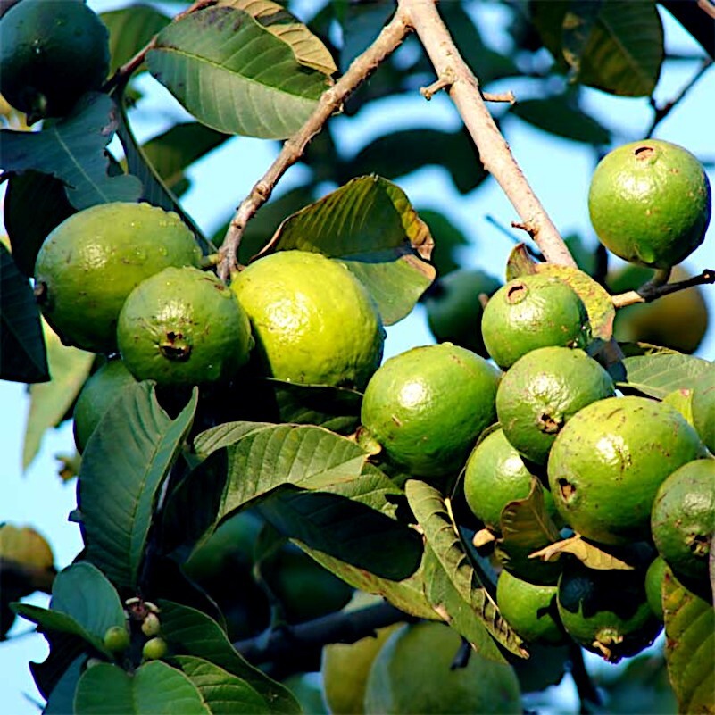 500 Lemon Apple Pink Guava Tree Fruit Seeds ‘Ruby Supreme’ Plant Psidium guajava
