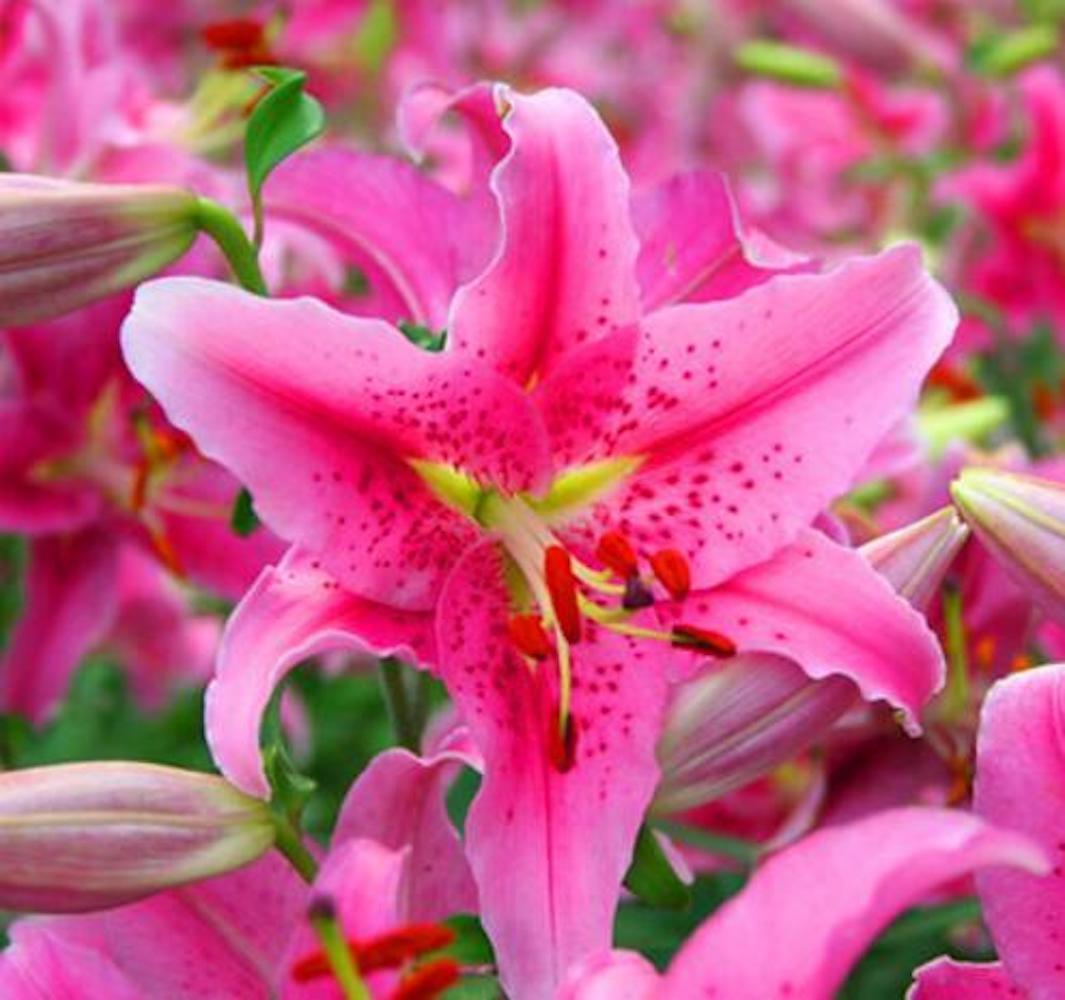 20 EXOTIC rare LILY SEEDS for garden flower perennial plant beds USA SELLER USPS
