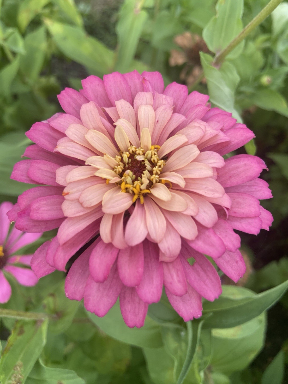 ZINNIA – 50 Fresh Seeds – Mixed Colors – GORGEOUS Blooms!! FREE Shipping