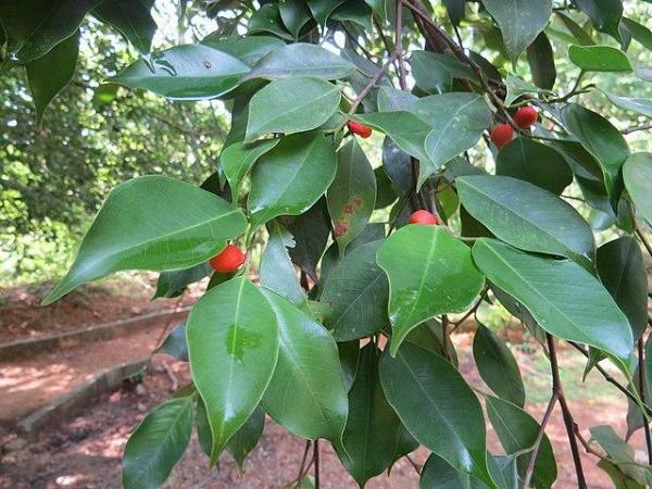 Ficus benjamina | Weeping or Benjamin Fig | Chinese Banyan | 500 Seeds