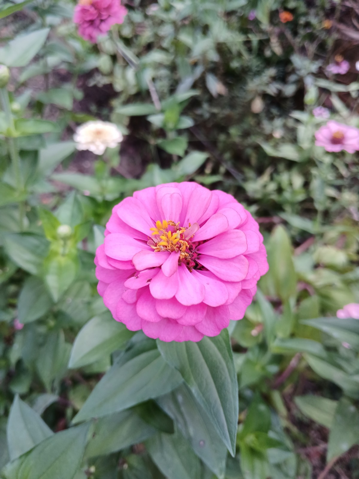 🌸Zinnia Seeds🌸