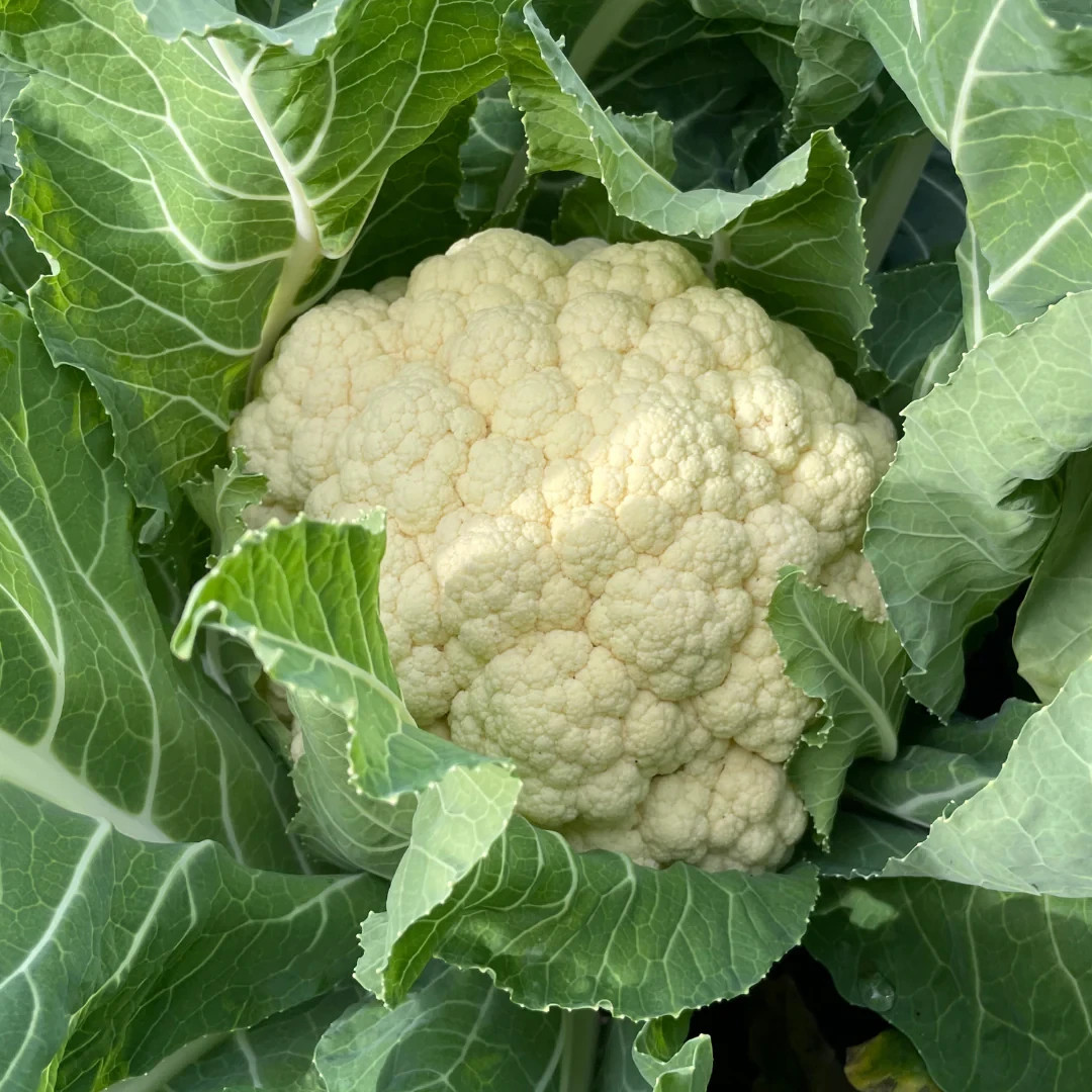 50+ SNOWBALL X CAULIFLOWER SEEDS Non GMO Heirloom