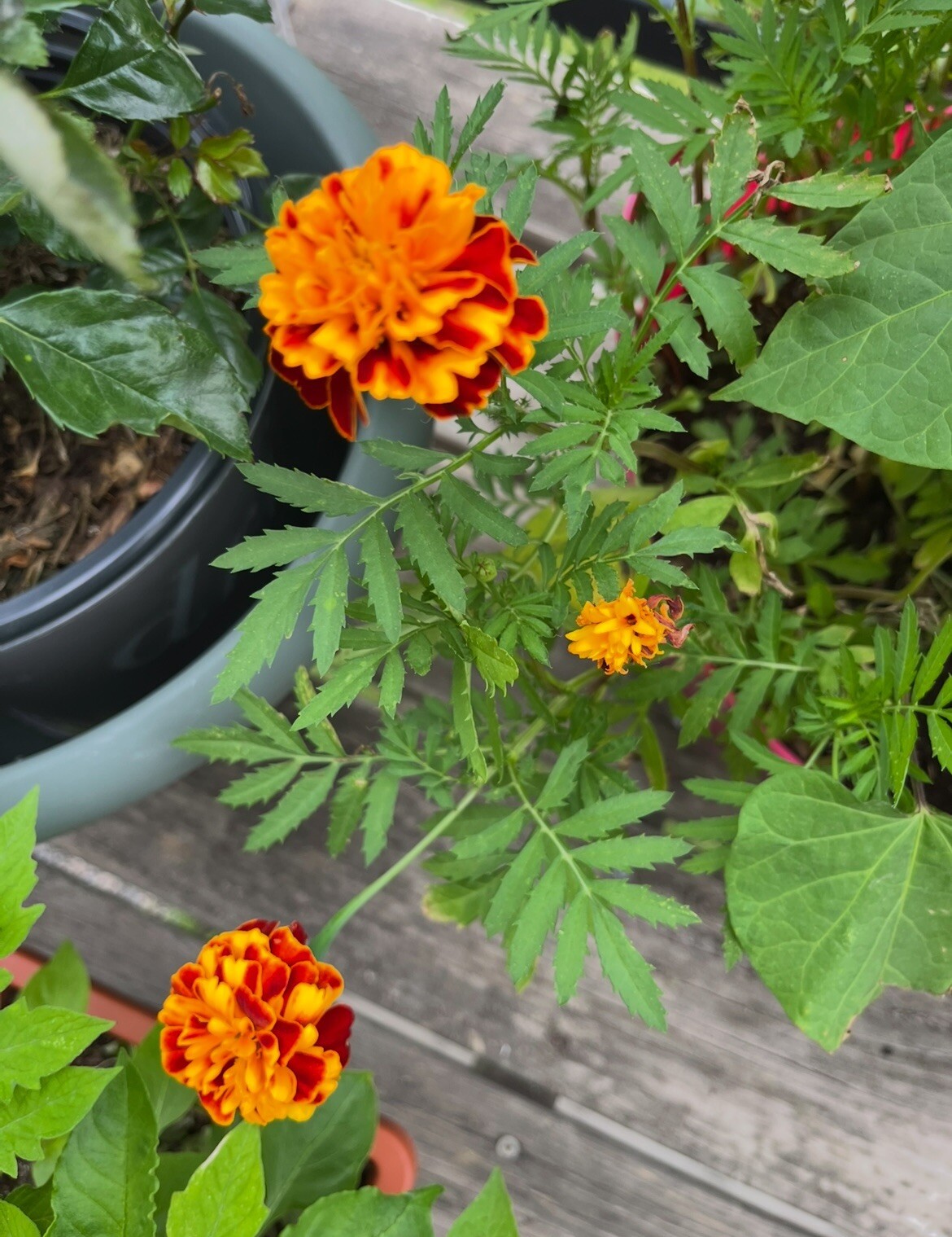 Marigold Seeds – 1 Cup – Fast-Growing & Easy to Care For! 🌼🌱