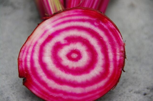 BEETS CHIOGGIA 200 NON – HYBRID NON – GMO Seeds Heirloom!