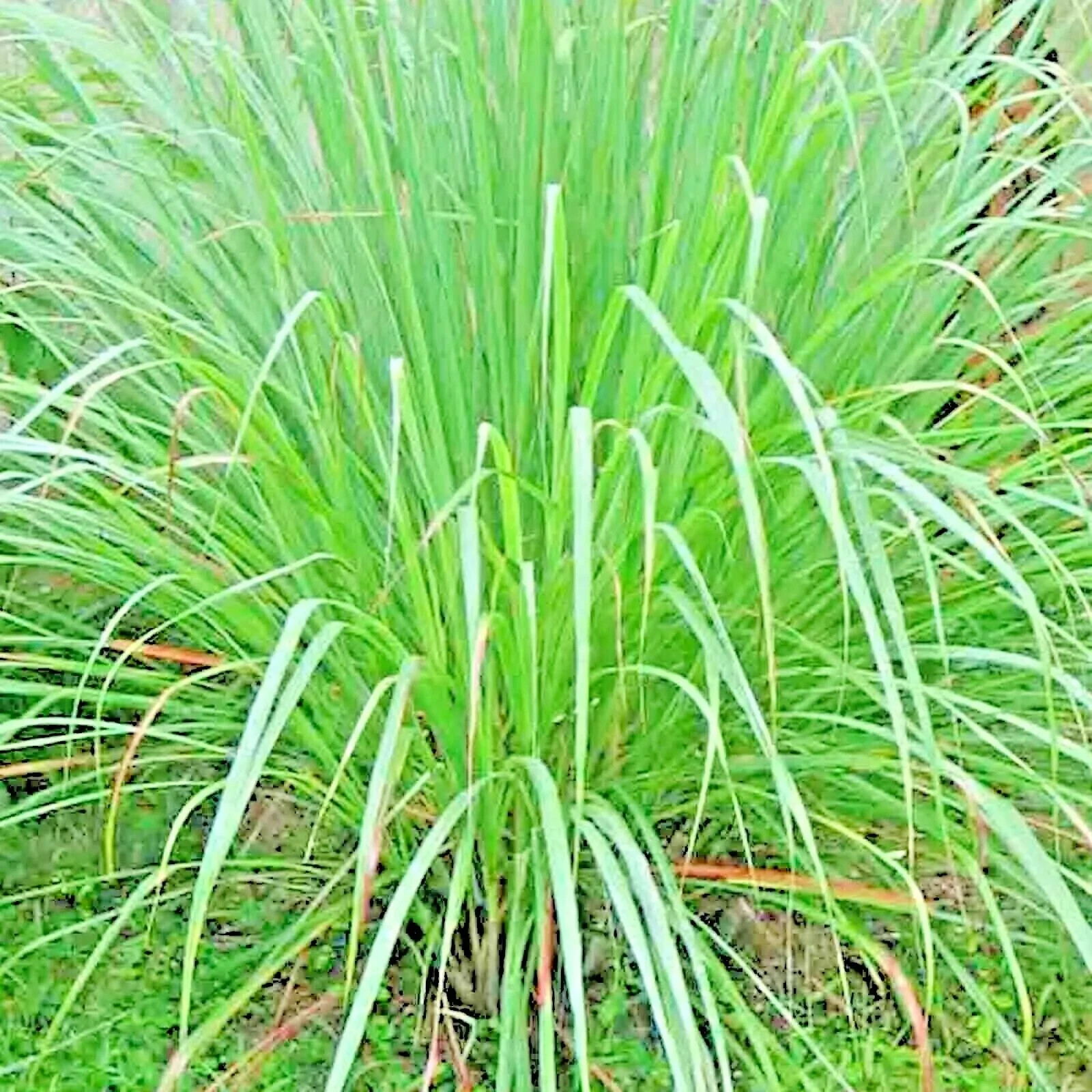 LEMONGRASS | 400+ SEEDS | LEMON GRASS | FRESH & NON-GMO | USA FREE SHIP