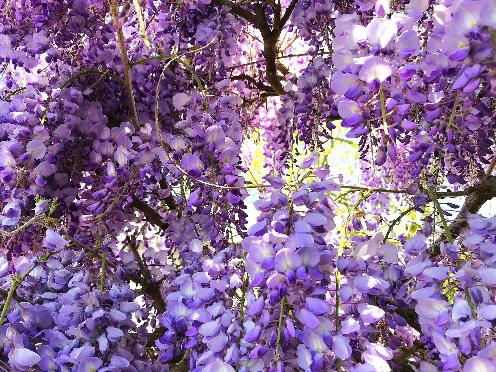Blue Chinese Wisteria Seeds – For 2025 Planting Wisteria Sinensis Climber