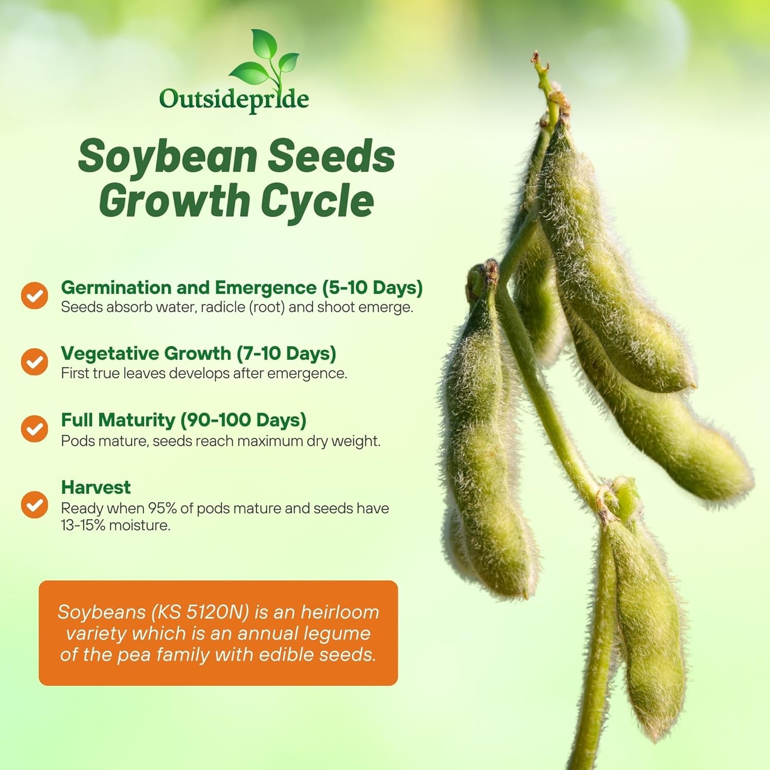 5 LBS KS 5120N Soybean Seeds For Forage