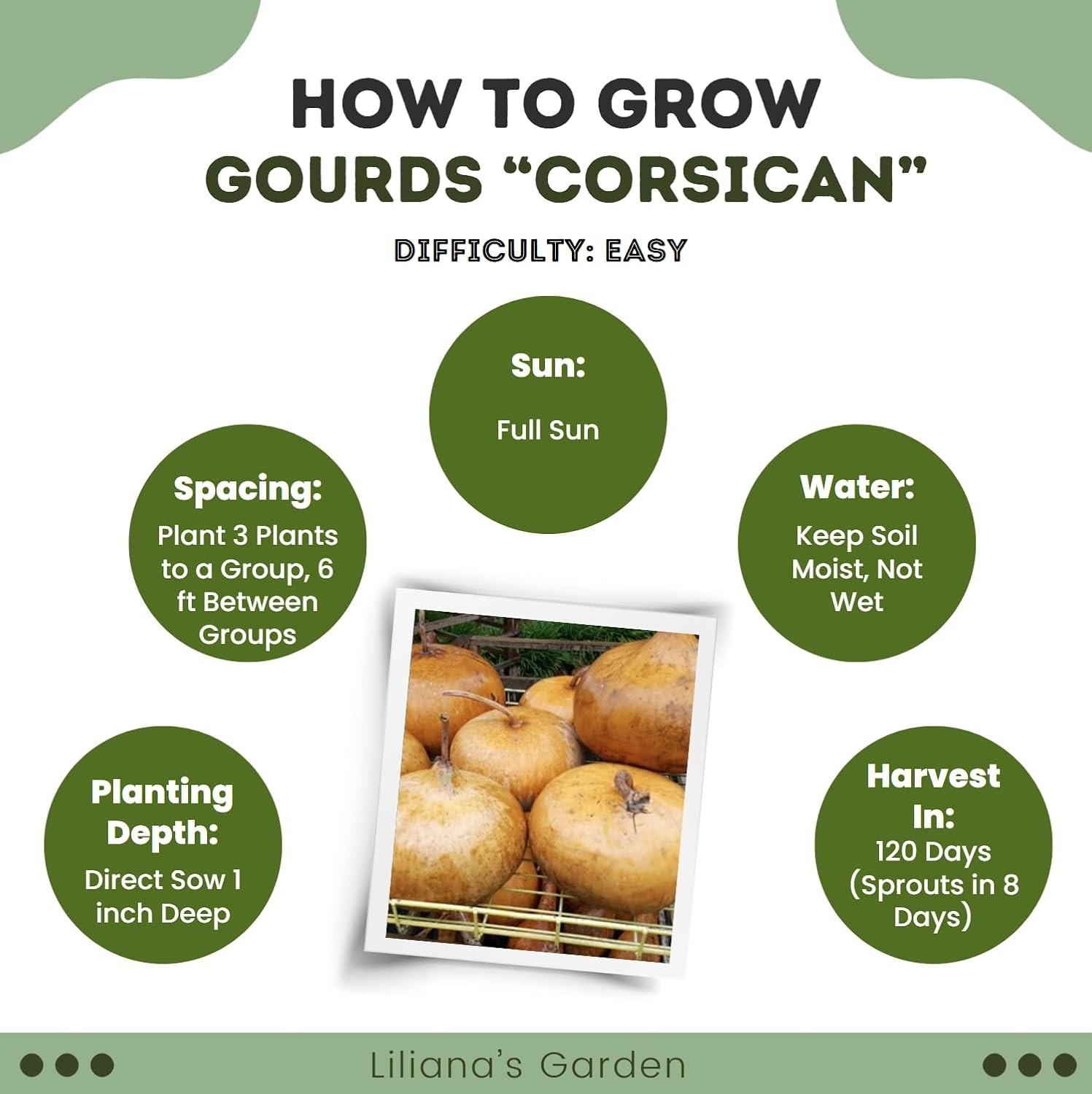 Corsican Gourd Seeds – Hard-Shelled Basket Type Gourds with Thick Walls | |