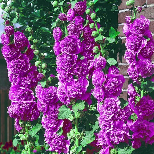 25 Double Violet Hollyhock Seeds Perennial Flower Seed Flowers 838 US SELLER