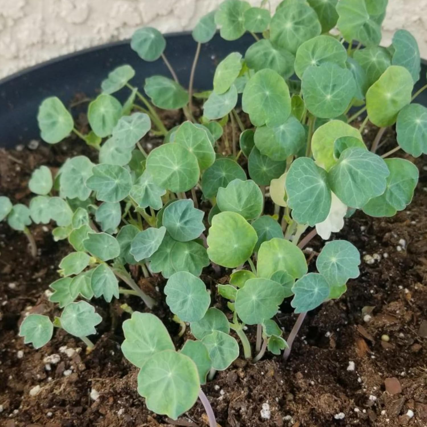 Nasturtium Seeds for Planting Jewel Blend – Heirloom Untreated & Open Pollinated