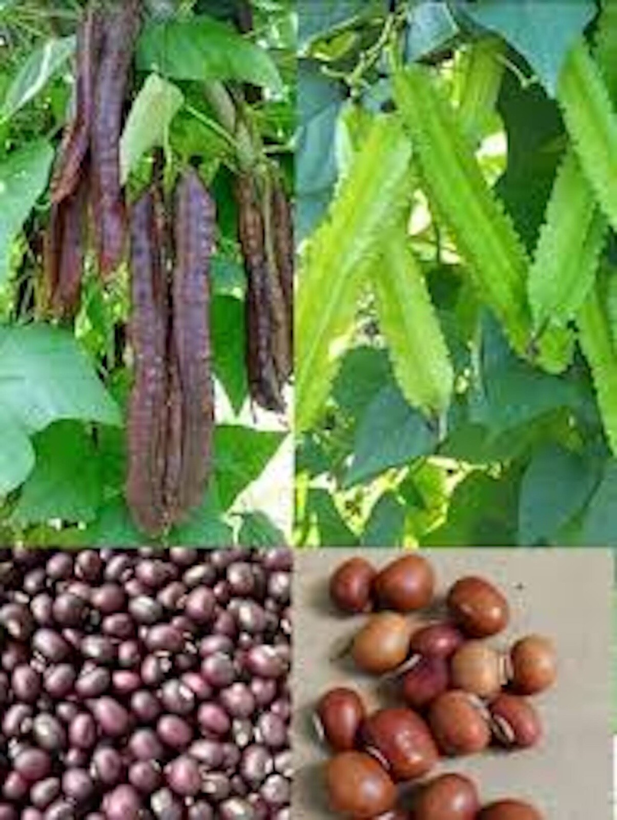 20 / 100 Organic Winged Bean Seeds – Dragon Bean – Đậu Rồng – 2025 Season