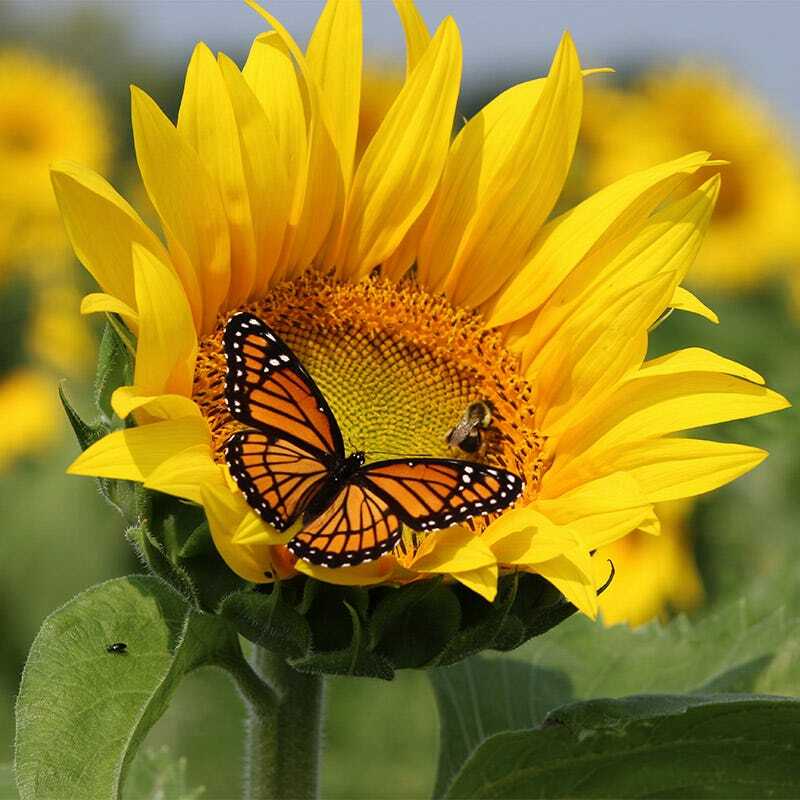 Wildflower Mix BUTTERFLY & HUMMINGBIRD Heirloom Flowers USA Non-GMO 1000+ Seeds!