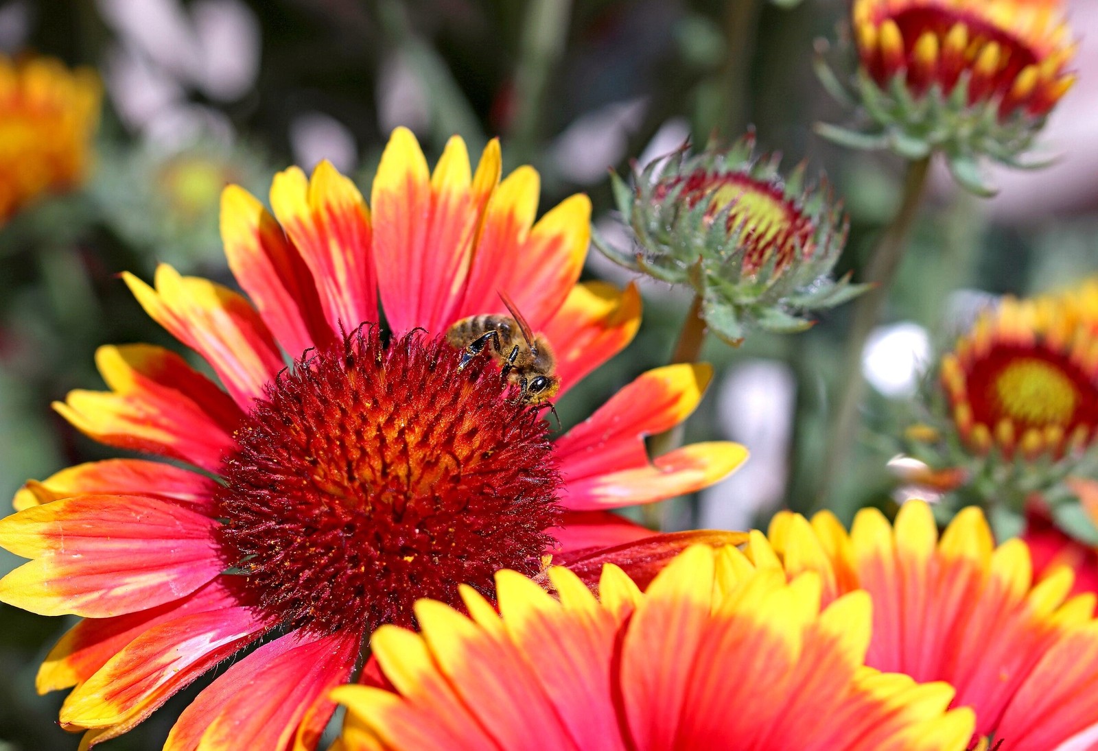 Perennial Blanket Flower Seeds – For 2025 Planting Gaillardia Aristata