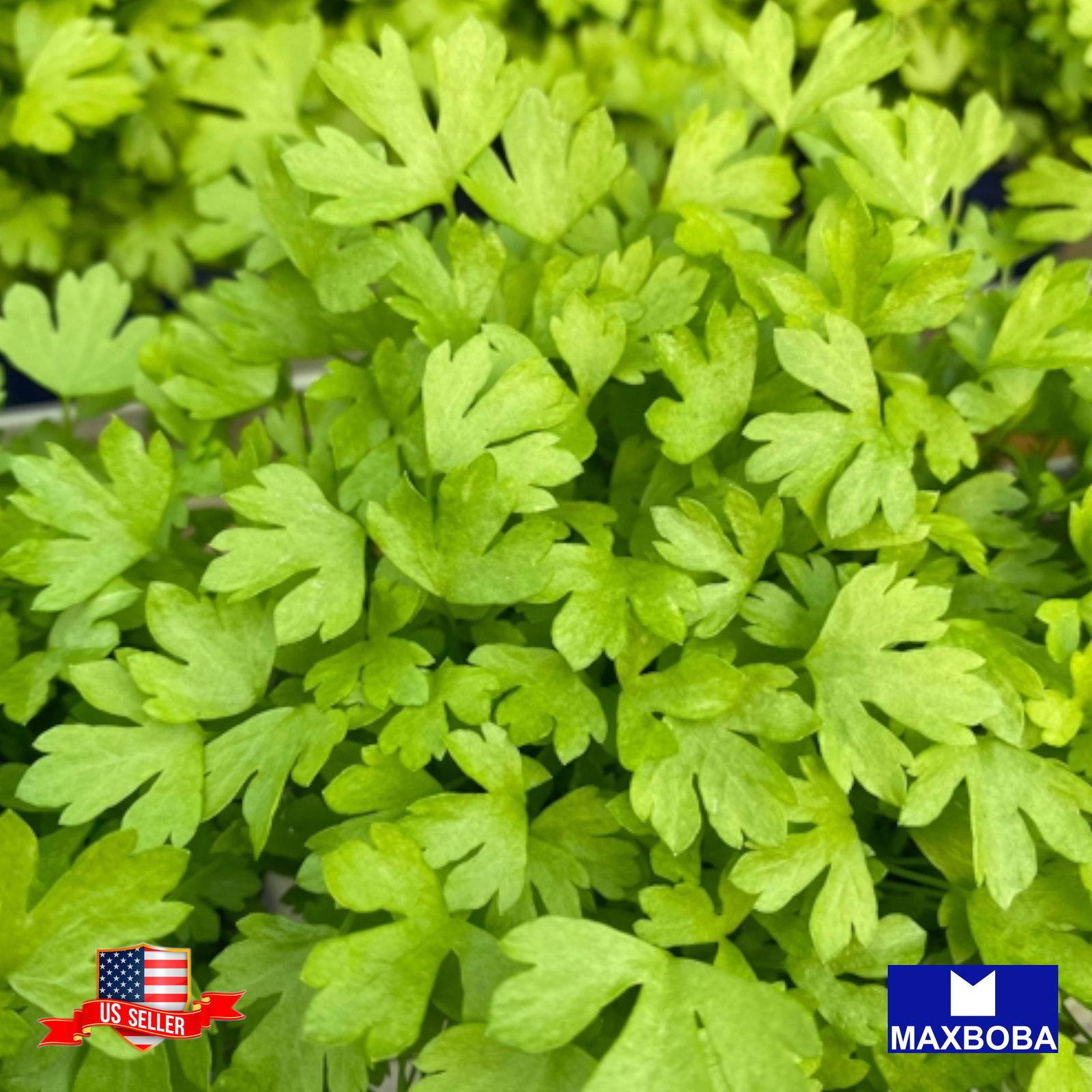 Celery Microgreens Seeds Non-GMO Heirloom