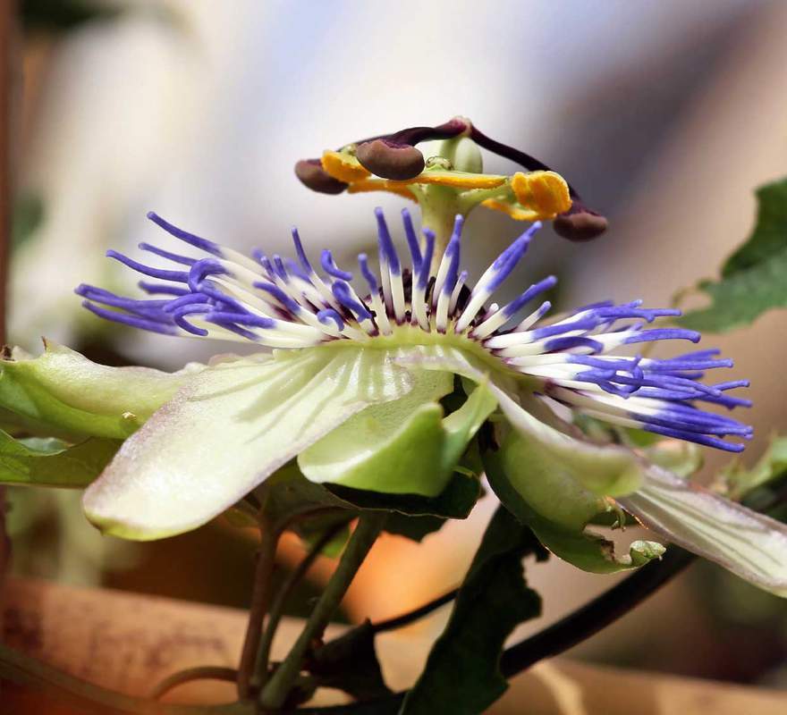 1-1000 PCS Bluecrown Passion flower Tree Seeds Common Passiflora Caerulea 0150