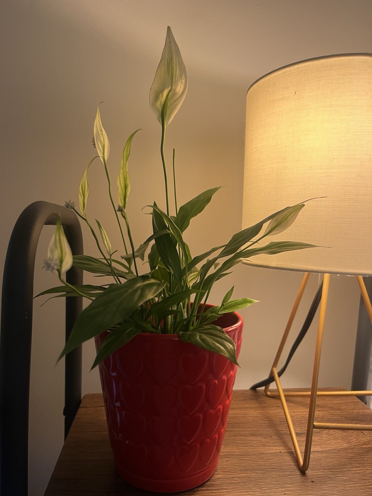 Peace Lily -Spathiphyllum-3.8 In Pot