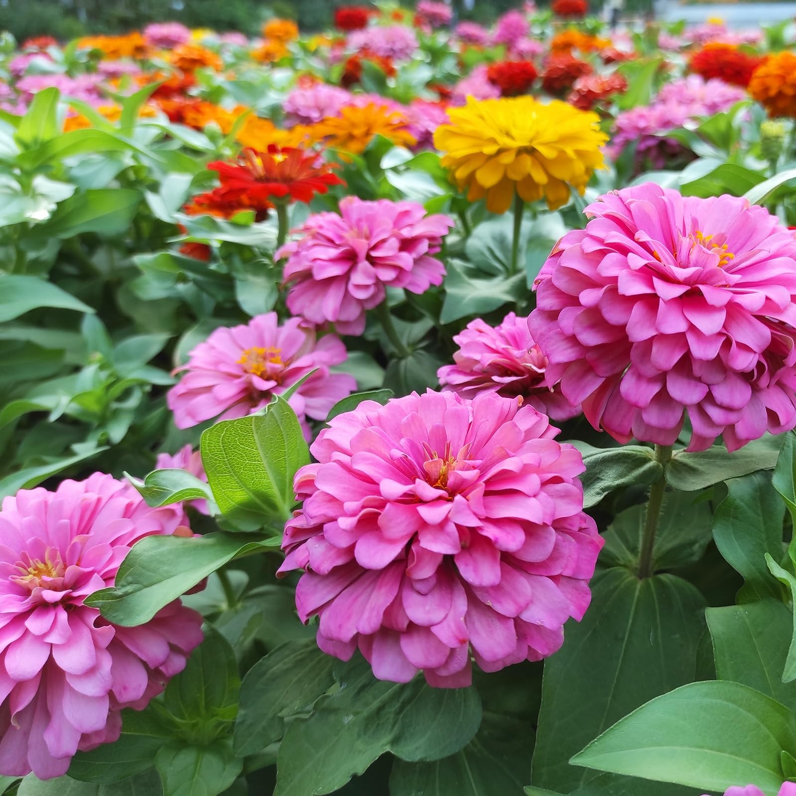 Zinnia Seeds for 2026, California Giant Zinnia Seeds Bulk, 15,000+ Double Dah…