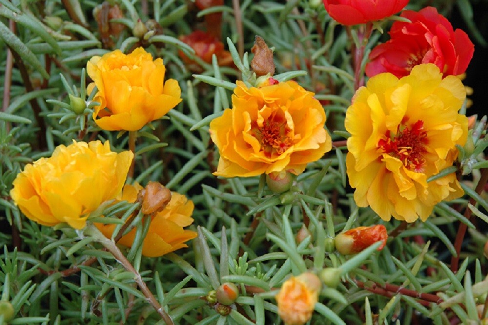 Portulaca Seeds Sundial Yellow 50 Multi Pelleted Seeds