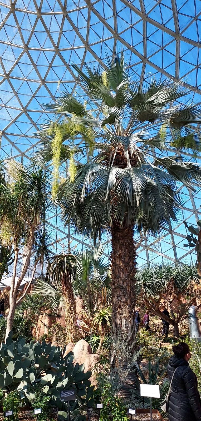 5 Mexican Blue Hesper Fan Palm Tree Seeds Grey Goddess Tropical Cold Hardy!