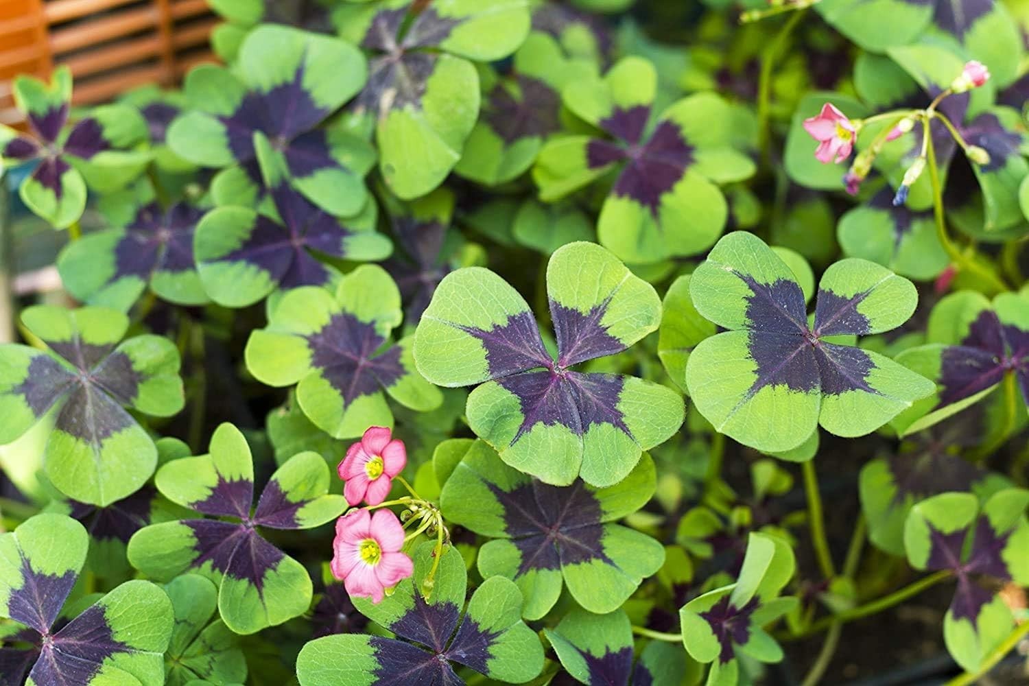 -Round Green: 10 Iron Cross Shamrock Bulbs for Easy Indoor/Outdoor Growth