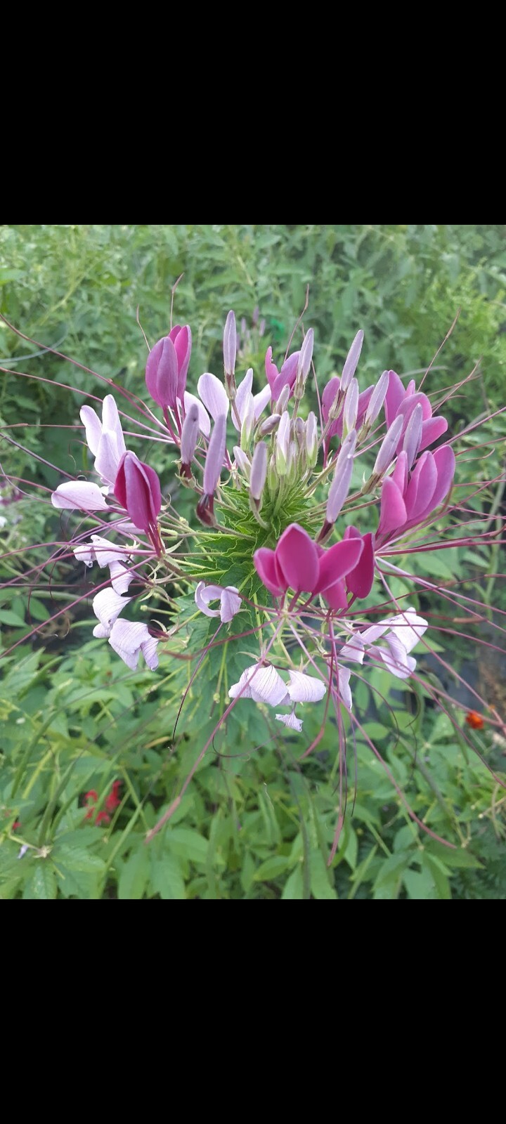 Mixed Color Cleome 100 Seeds Pollinator Self Seeding Non-GMO Free Shipping