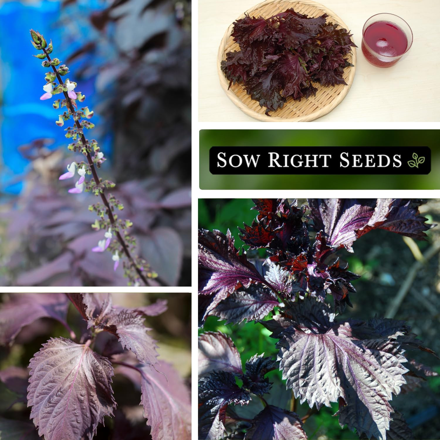 Sow Right Seeds – Purple Shiso Seeds for Planting – Perilla Leaf Japanese & Kore