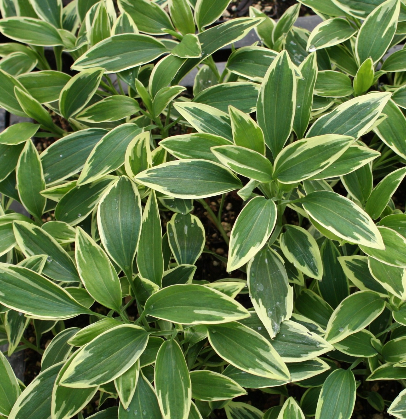 Alstroemeria, Peruvian Lily, Glory of the Andes